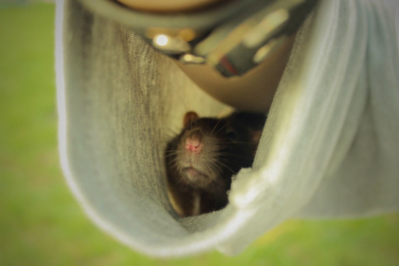 Close-up of rat in clothing on hand 