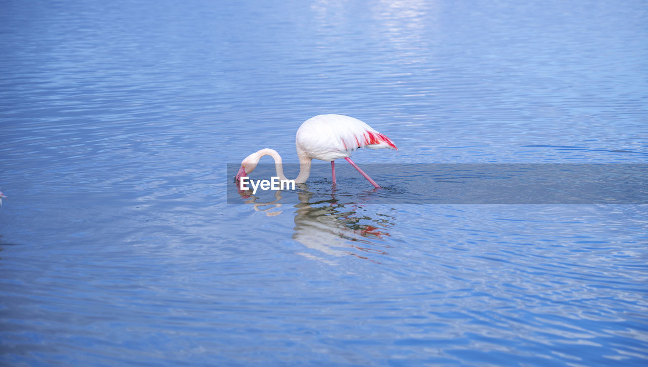 Pink flamingo looks for food in the molentargius pond in cagliari, southern sardinia