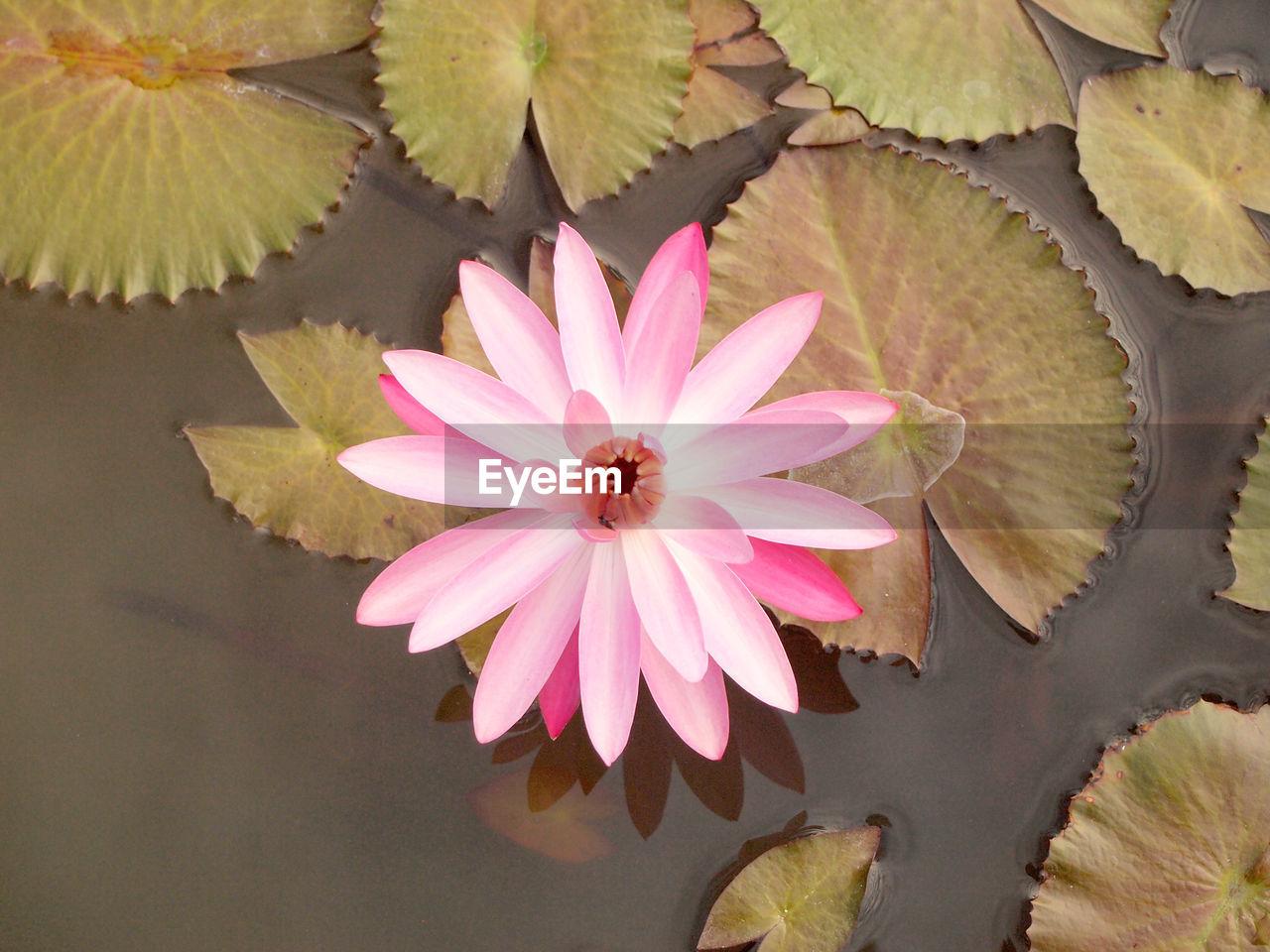 CLOSE-UP OF WATER LILY IN POND