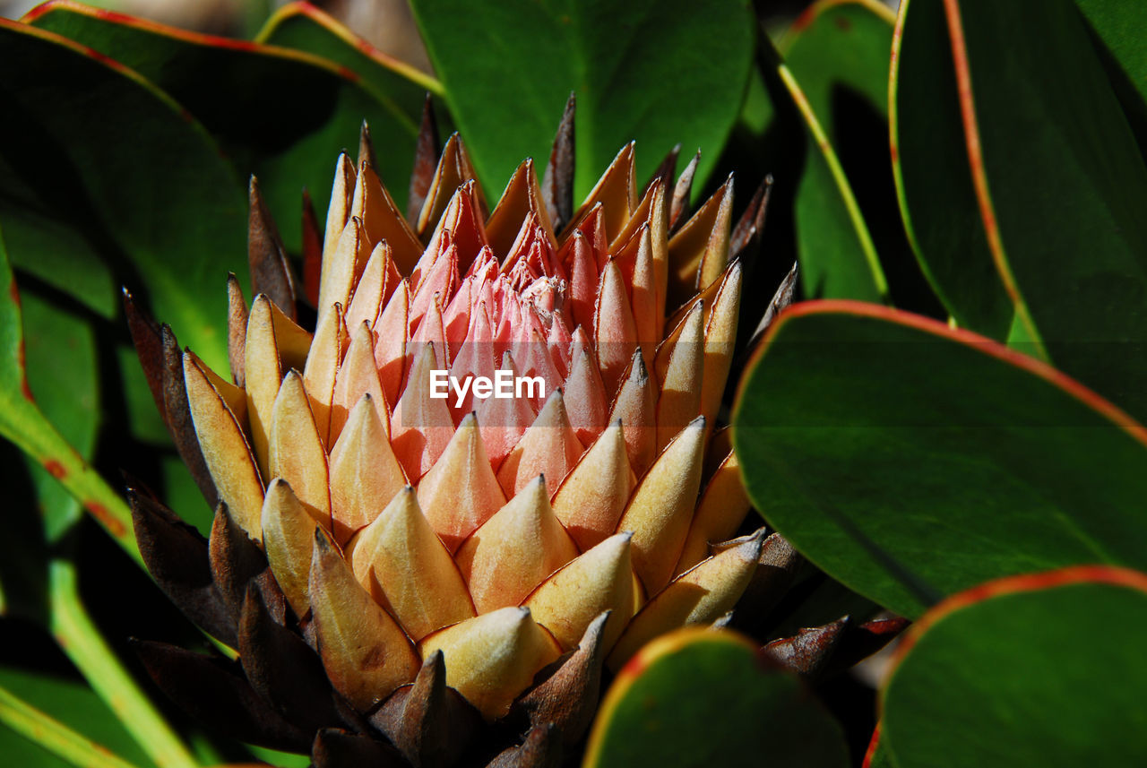 CLOSE-UP OF RED FLOWER