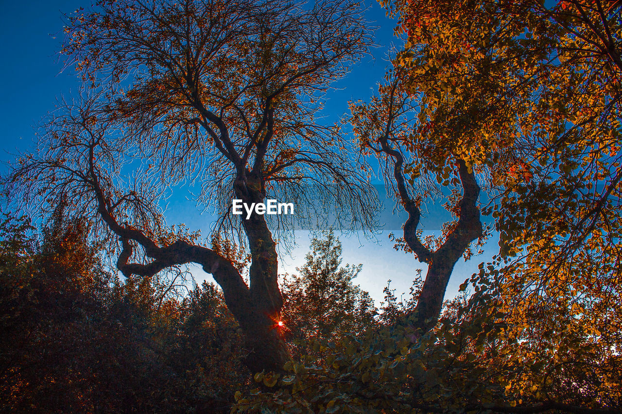 Tree canopy in autumn