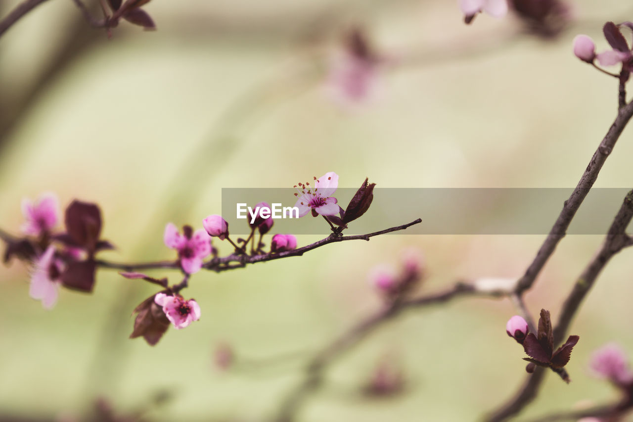 plant, flower, flowering plant, beauty in nature, freshness, tree, pink, blossom, spring, fragility, branch, nature, springtime, close-up, macro photography, growth, no people, focus on foreground, petal, twig, flower head, selective focus, outdoors, inflorescence, food and drink, purple, food, plant stem, botany, leaf, bud, day, tranquility, cherry blossom, almond tree, defocused, fruit