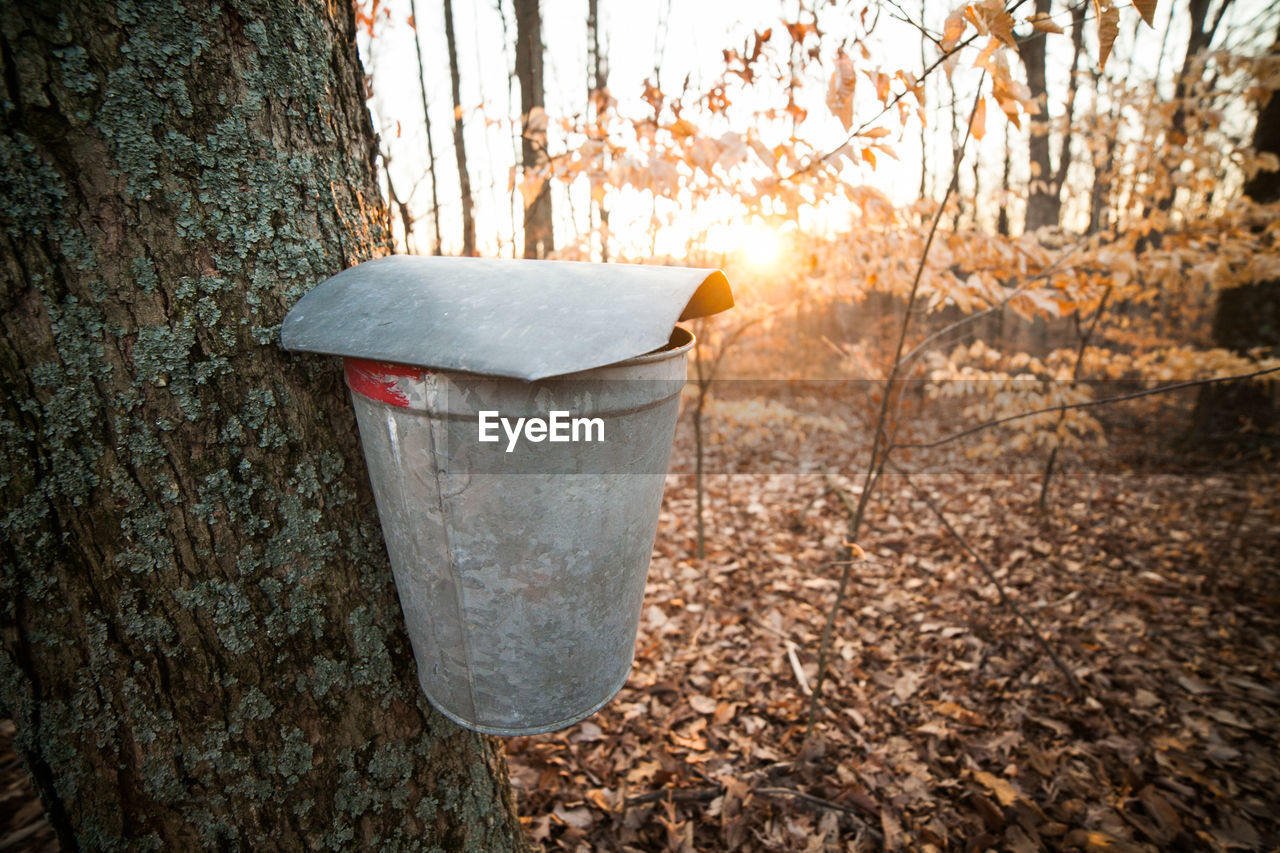 Close-up of container on tree trunk