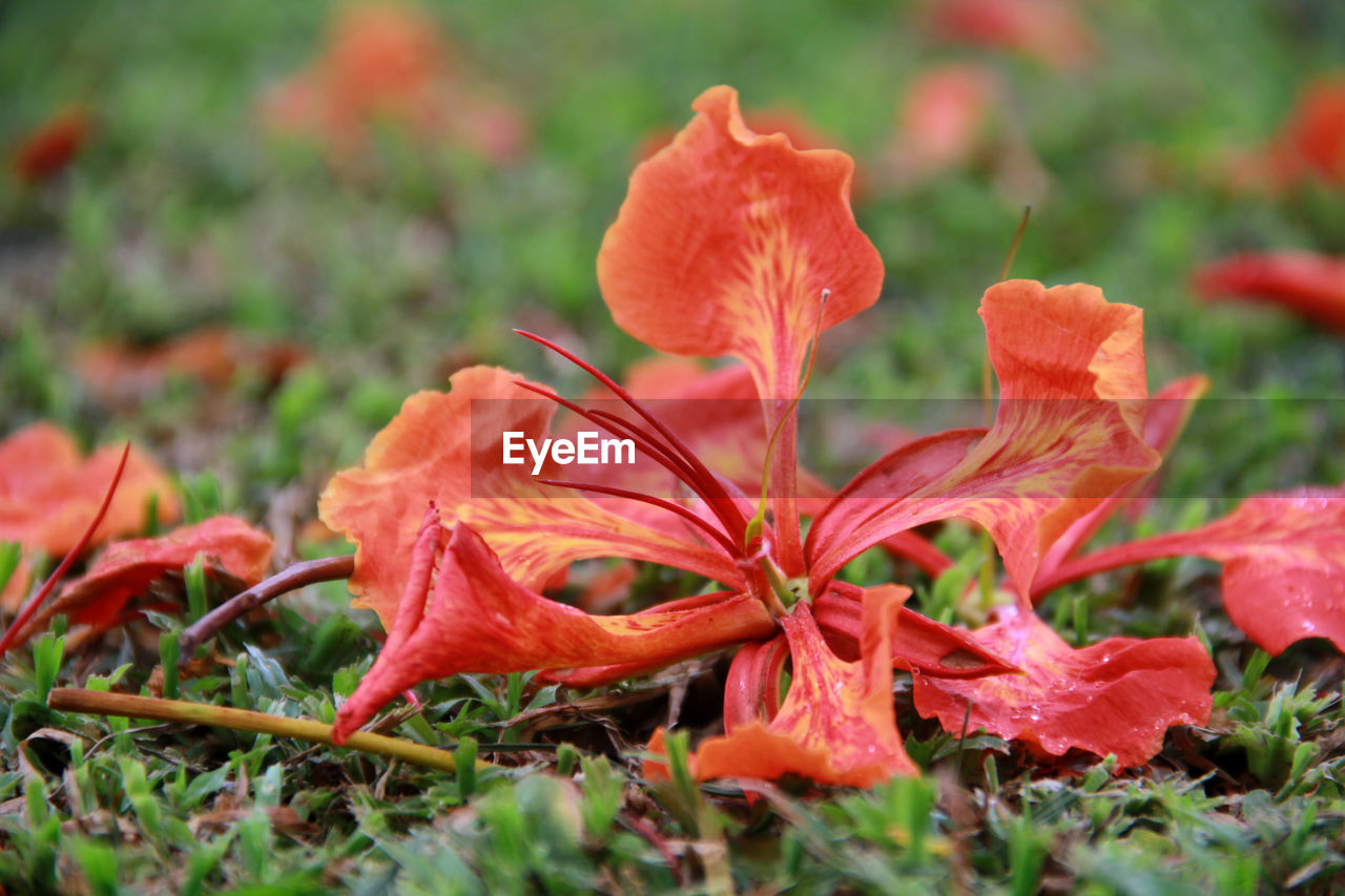 CLOSE-UP OF RED FLOWERING PLANT ON LAND