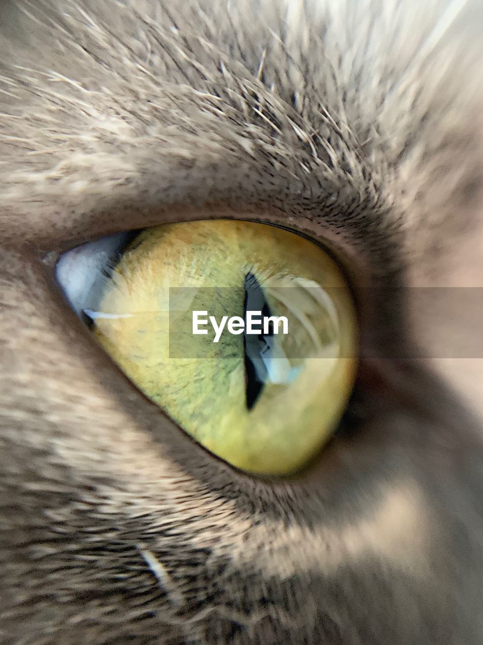 The eye of a house cat