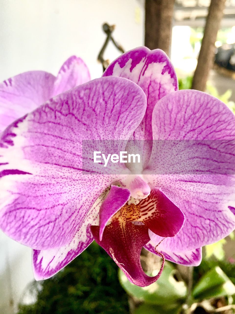 CLOSE-UP OF PURPLE FLOWER