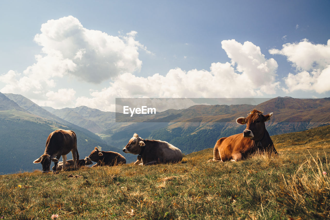 Cows grazing on field