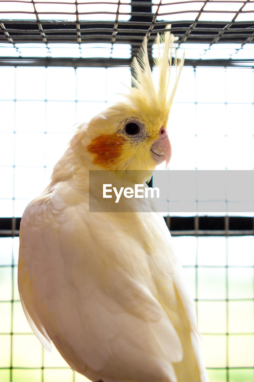 Cockatiel bird