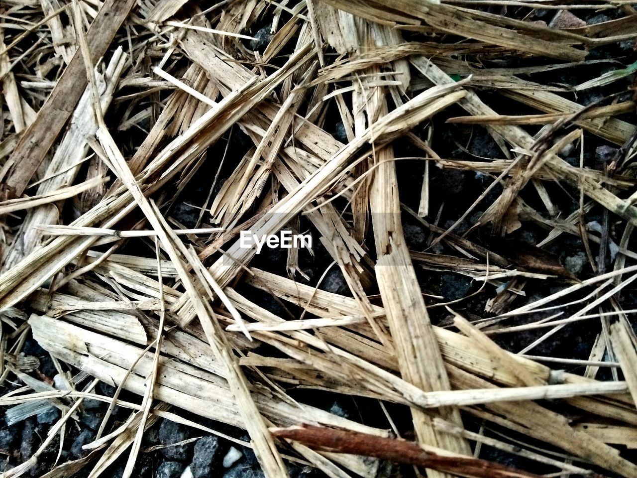 FULL FRAME SHOT OF HAY IN DRY