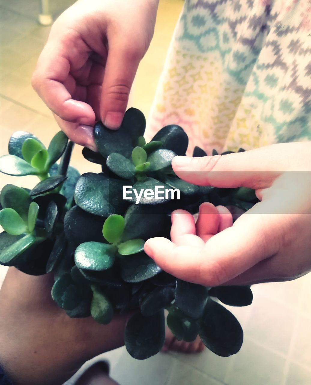 CROPPED IMAGE OF PERSON HOLDING FRUITS