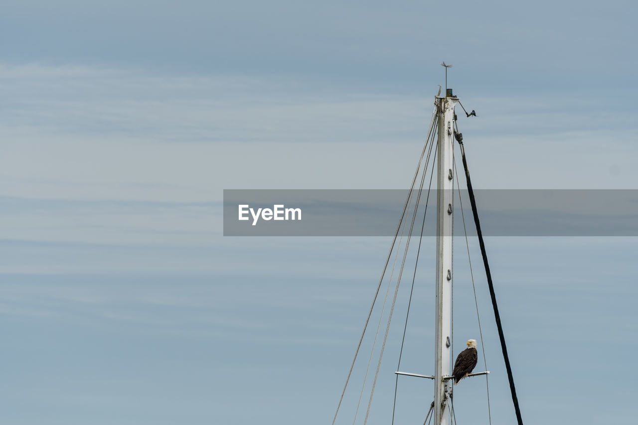 Low angle view of eagle perching on mast against sky