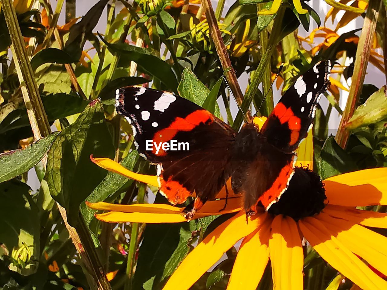 CLOSE-UP OF BUTTERFLY ON A BIRD