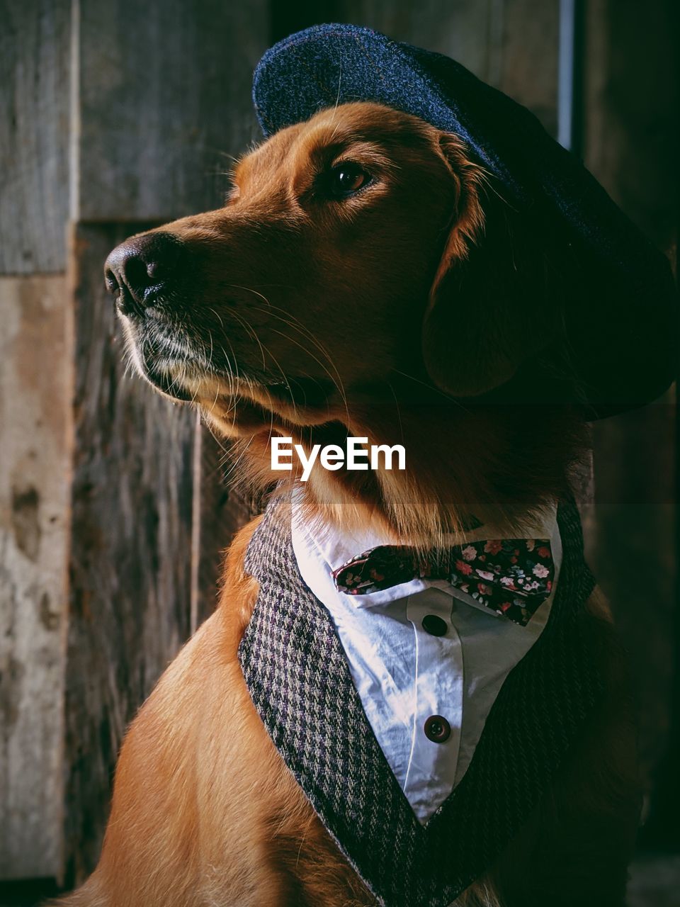 Close-up of dog wearing hat looking away