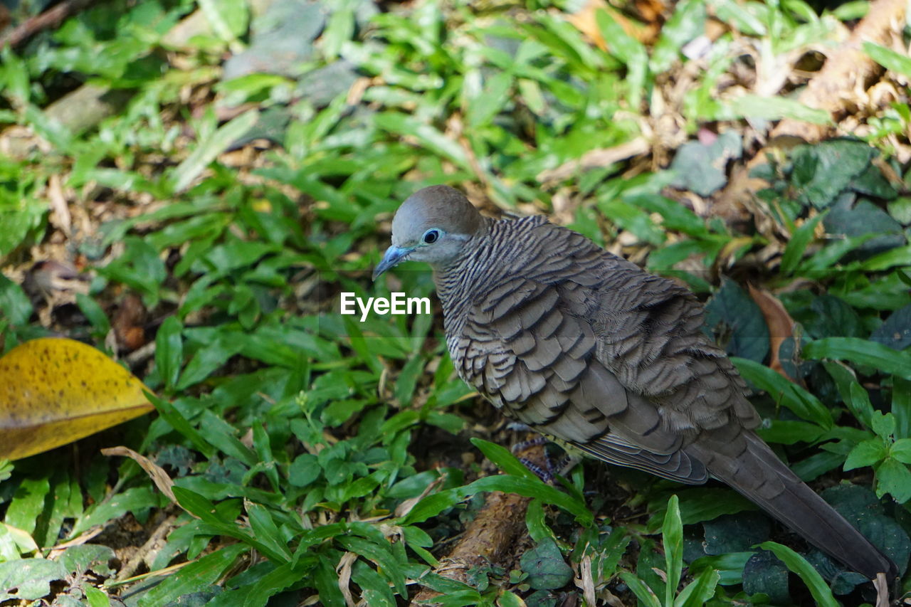 CLOSE-UP OF A BIRD PERCHING ON PLANT