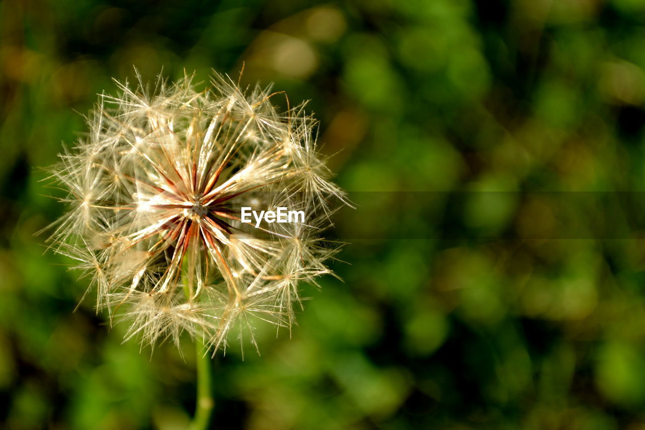 Close-up of dandelion against blurred background