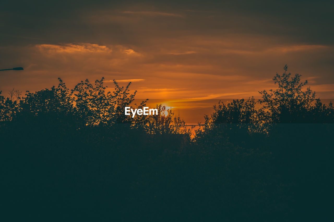 sky, plant, tree, sunset, beauty in nature, cloud, tranquility, scenics - nature, silhouette, nature, tranquil scene, no people, orange color, dawn, growth, idyllic, landscape, afterglow, environment, non-urban scene, land, horizon, outdoors, evening, sunlight, field, dramatic sky