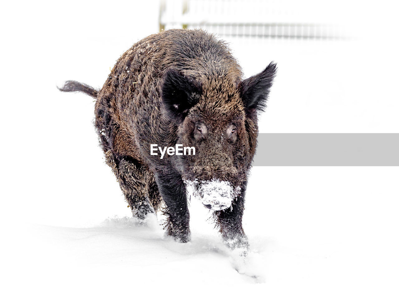 Pig walking in snow