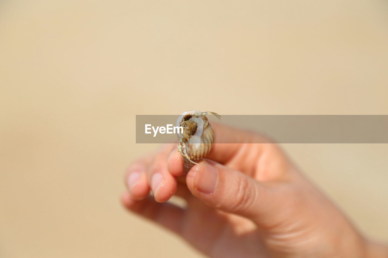 Cropped image of hand holding seashell