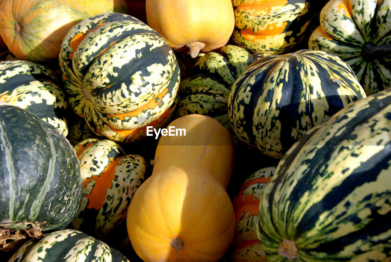 Variety of squash