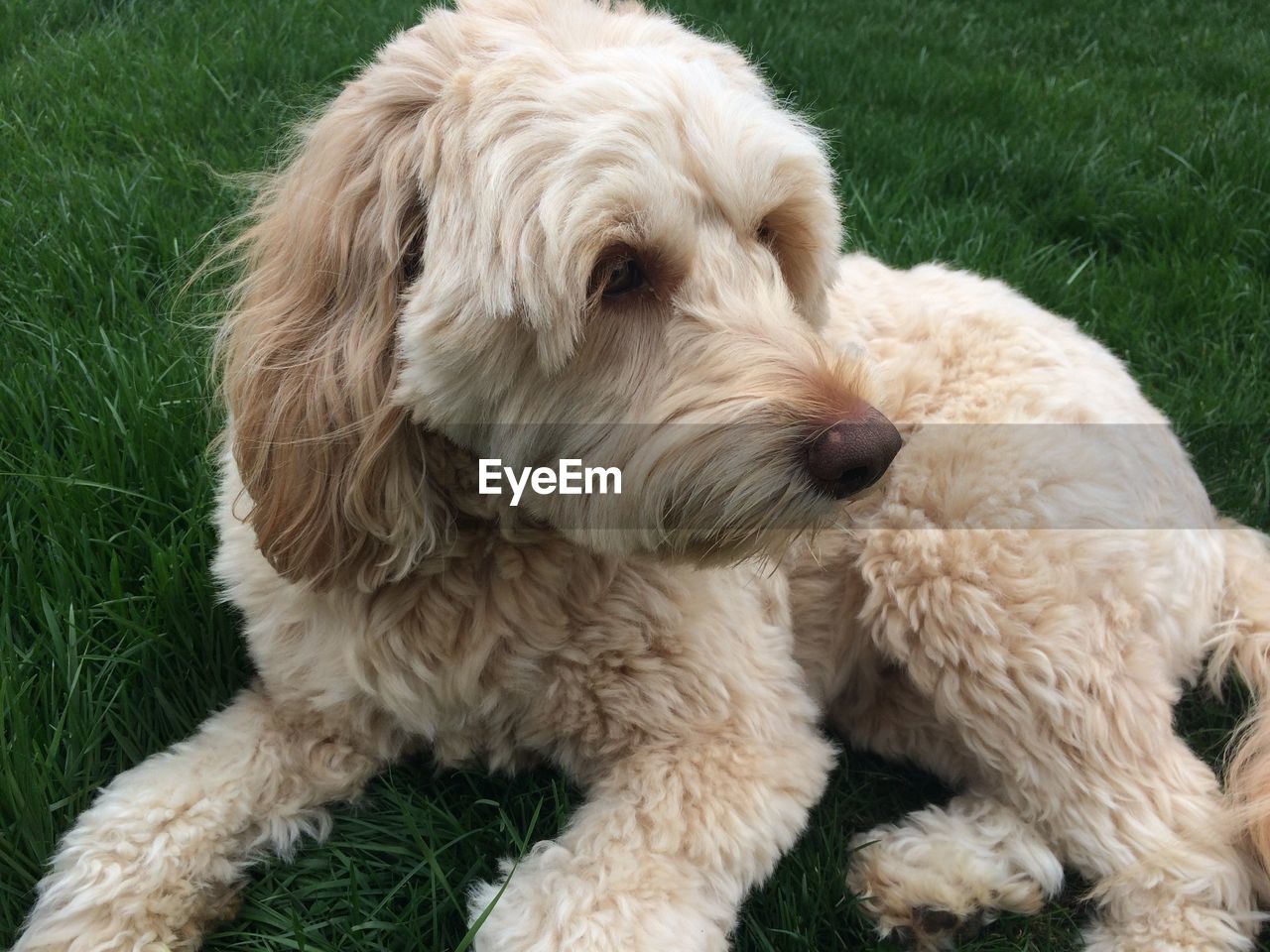 CLOSE-UP PORTRAIT OF DOG ON FIELD