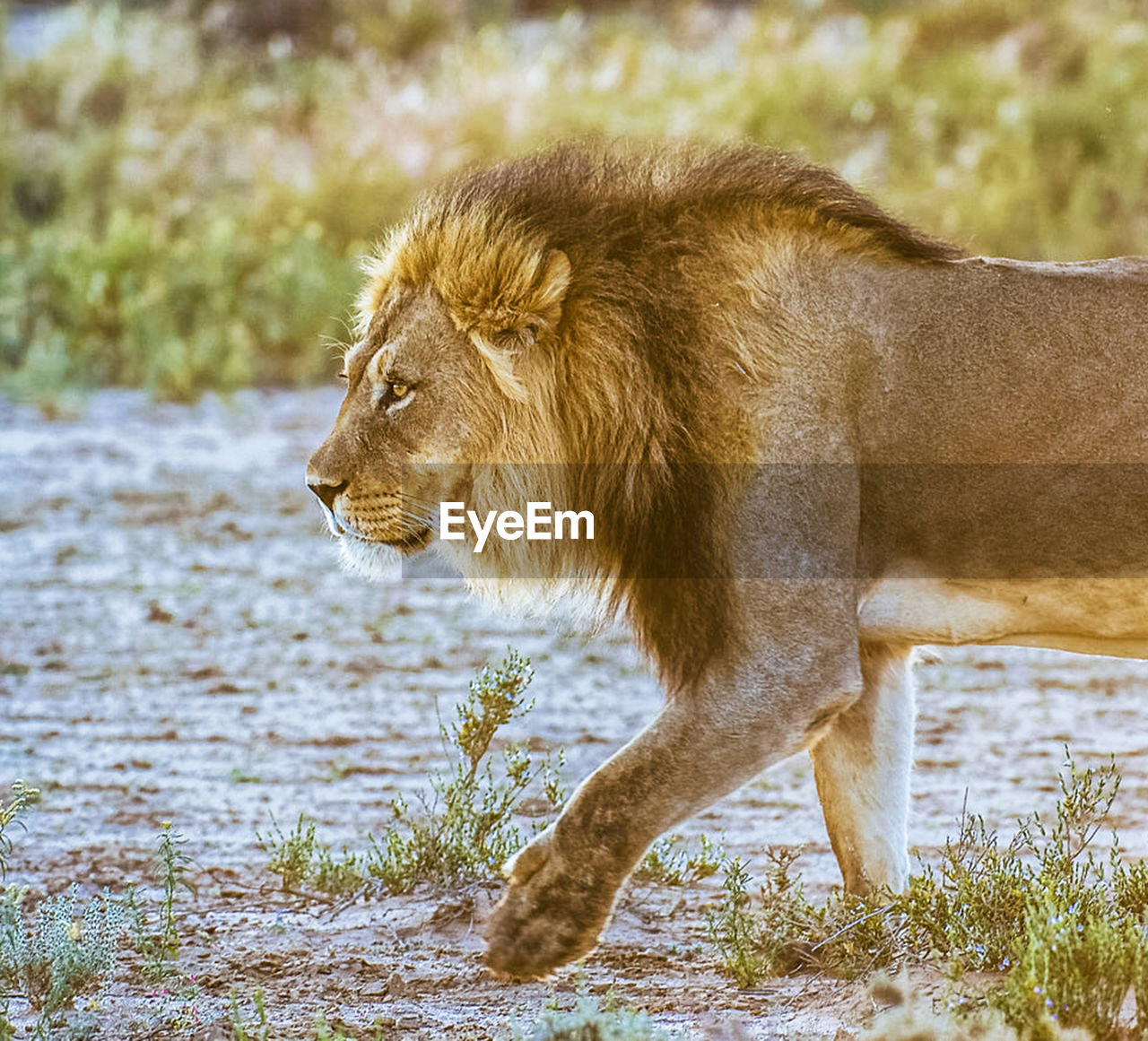 Lioness drinking water