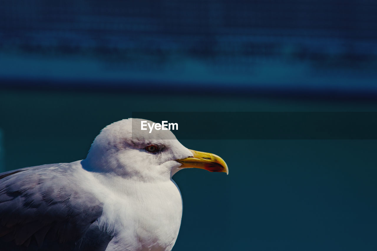 Close-up of seagull perching