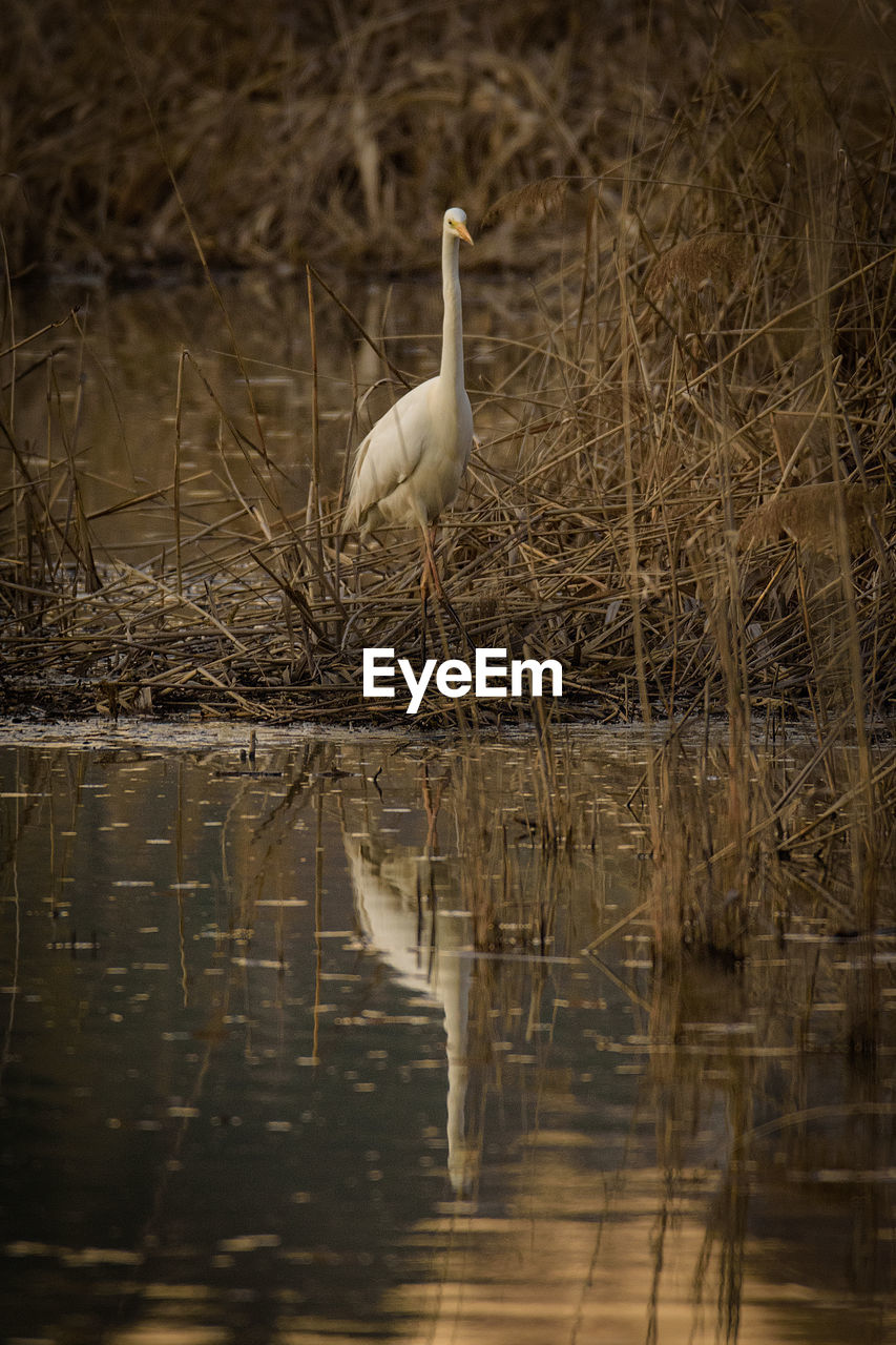 VIEW OF HERON IN LAKE