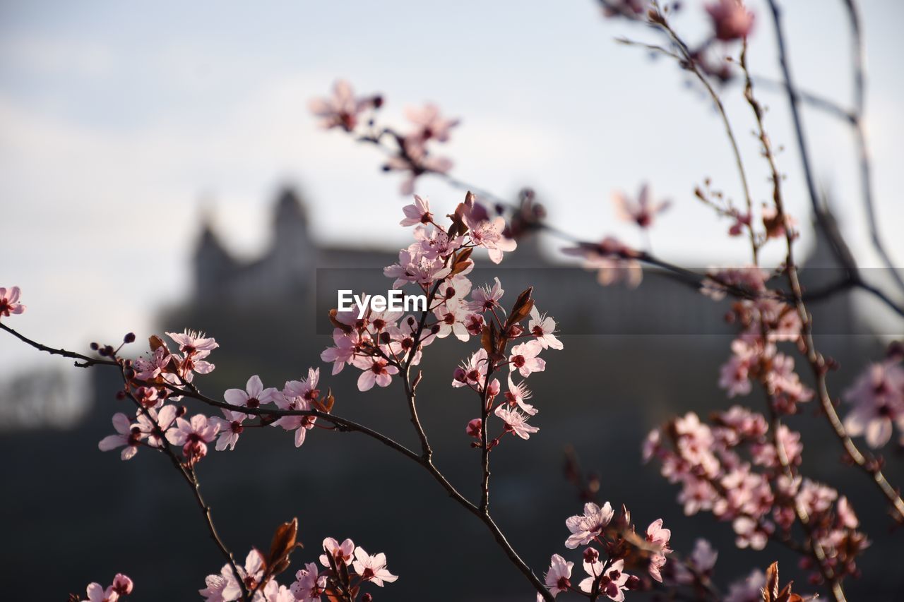 Close-up of cherry blossoms