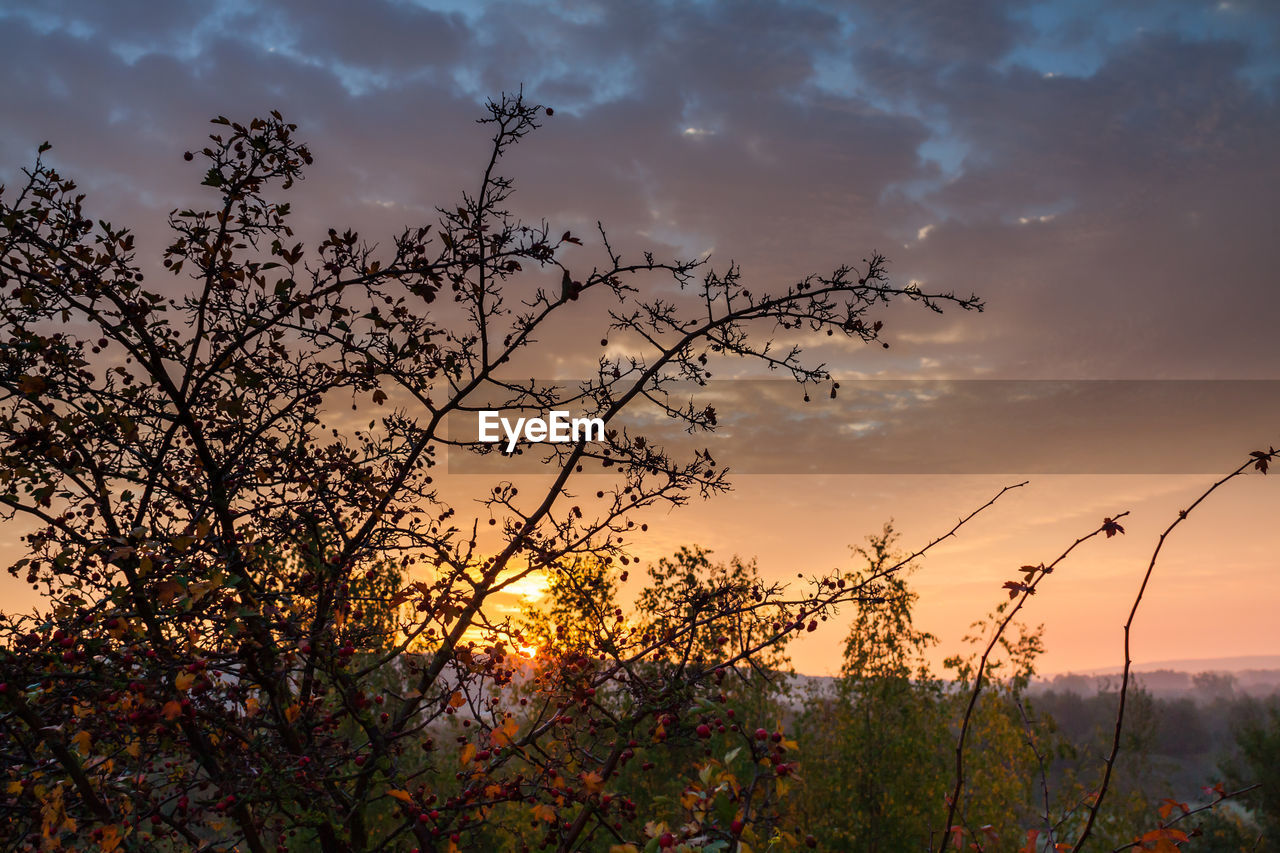 Silhouette plants against sky during sunset