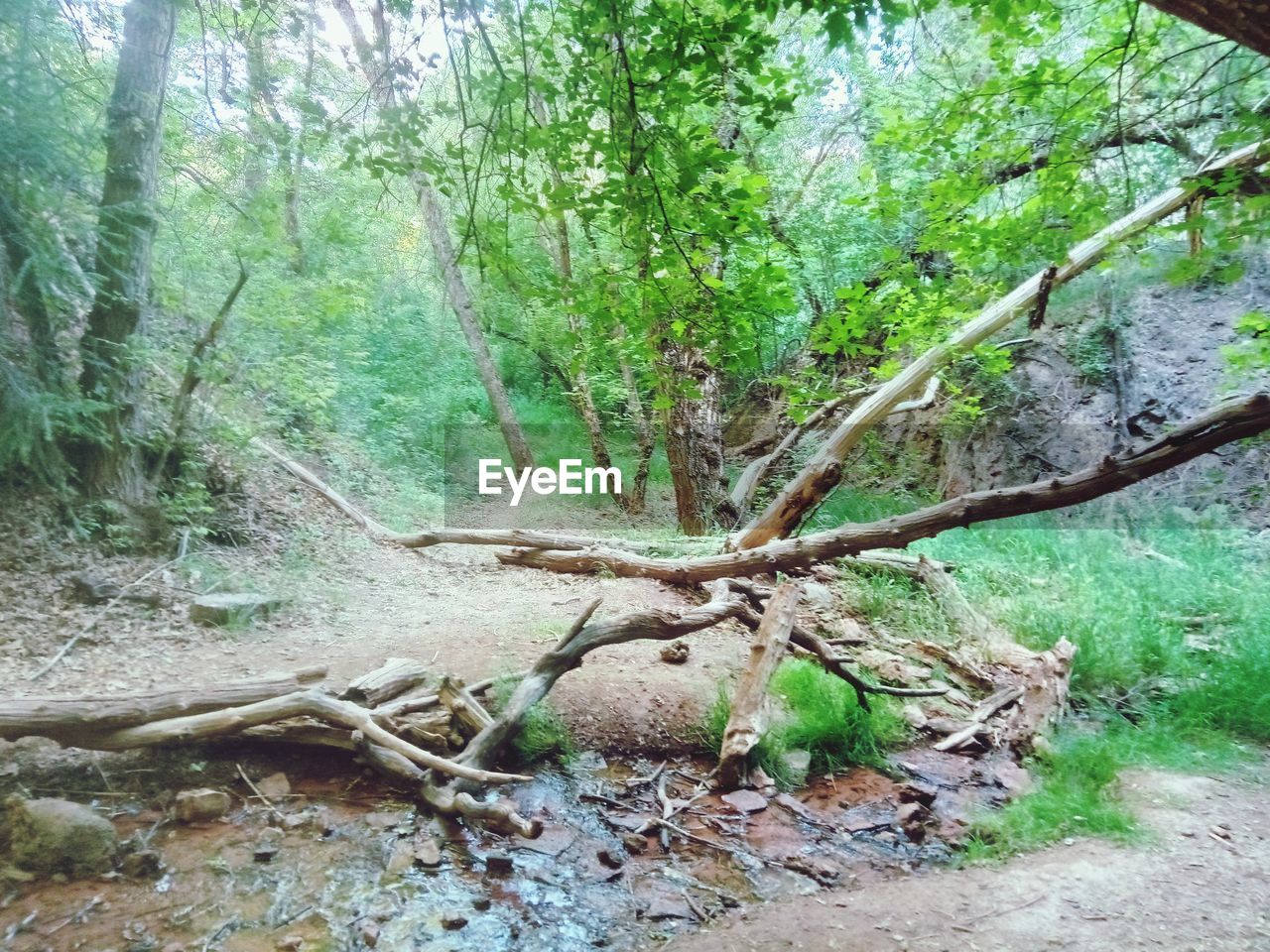 PLANT GROWING ON LAND