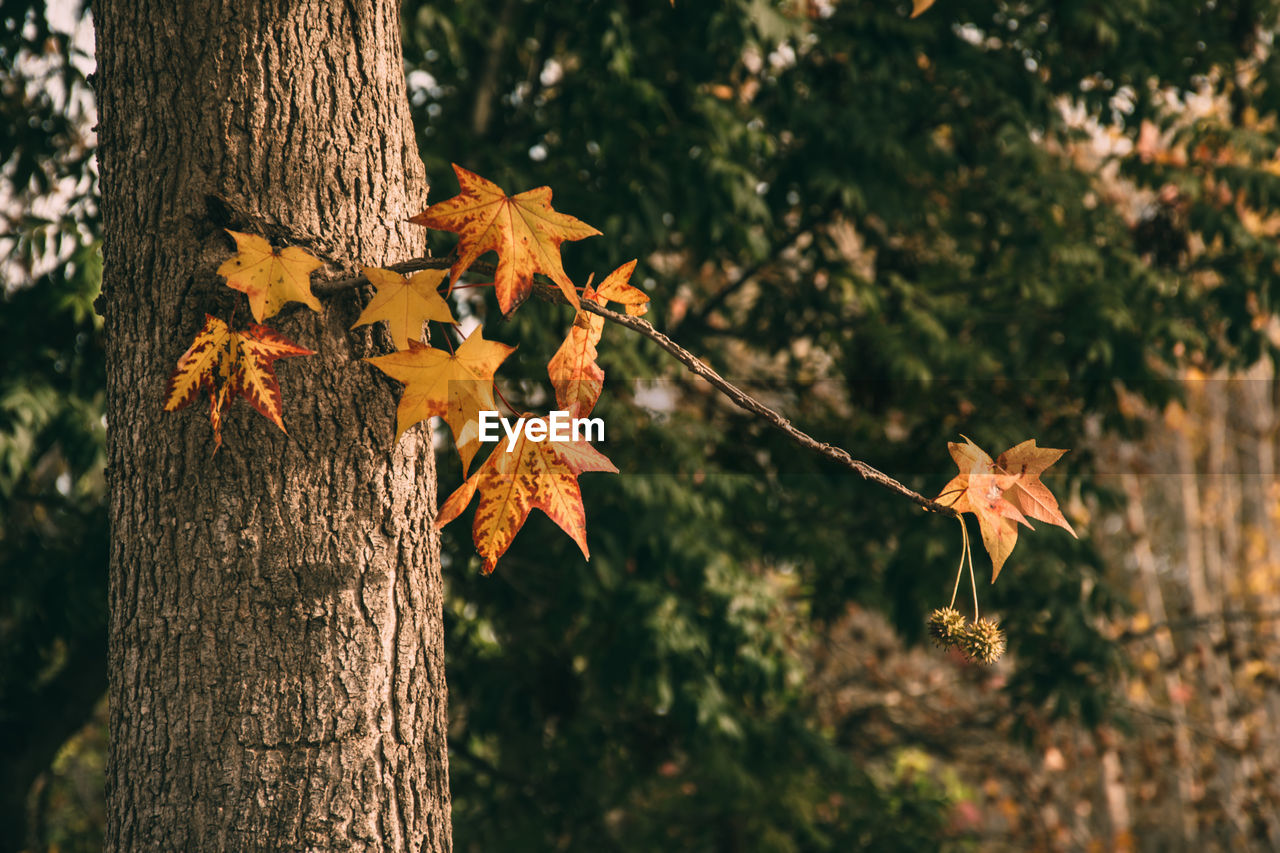 Close-up of maple leaves on tree