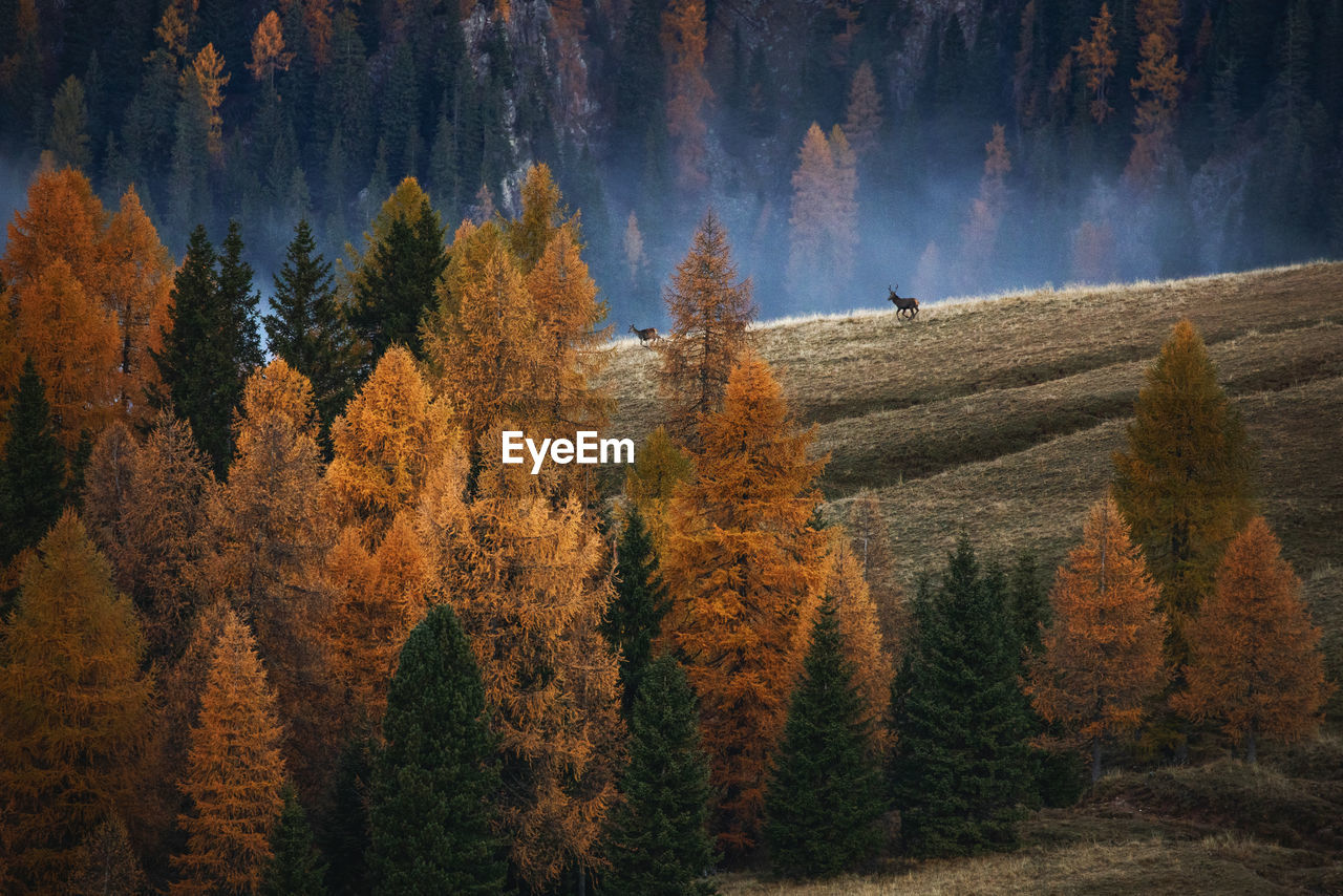 Scenic view of forest during autumn with deer on grass