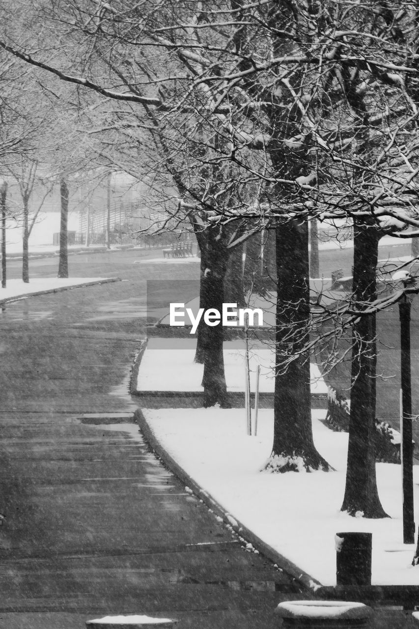 Bare trees by street