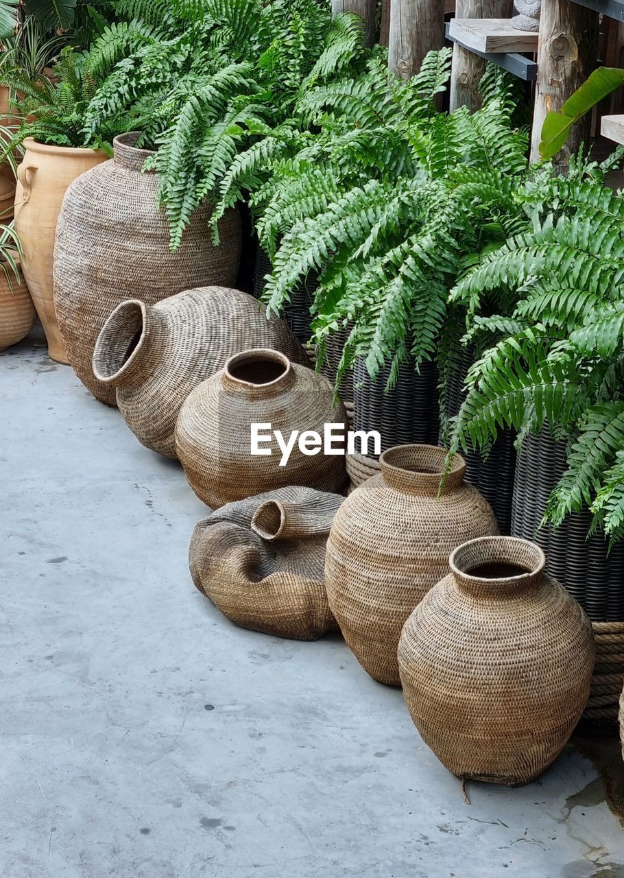 High angle view of potted plant