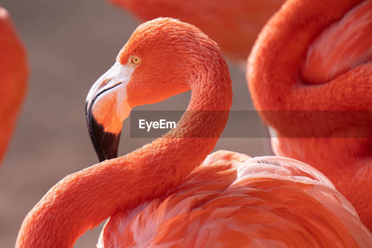 Close-up of a pink flamingo
