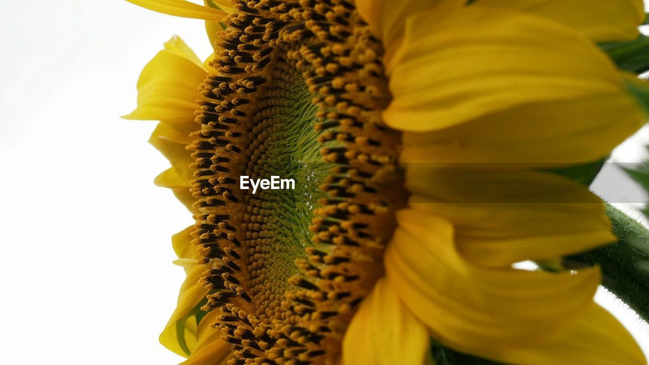 Close-up of flower over white background