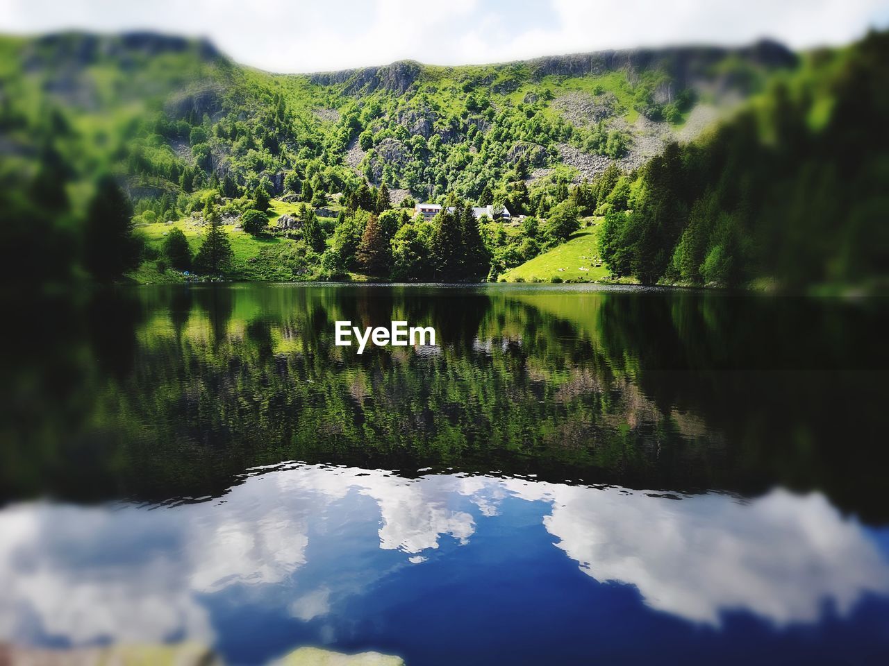 PLANTS BY LAKE AGAINST SKY