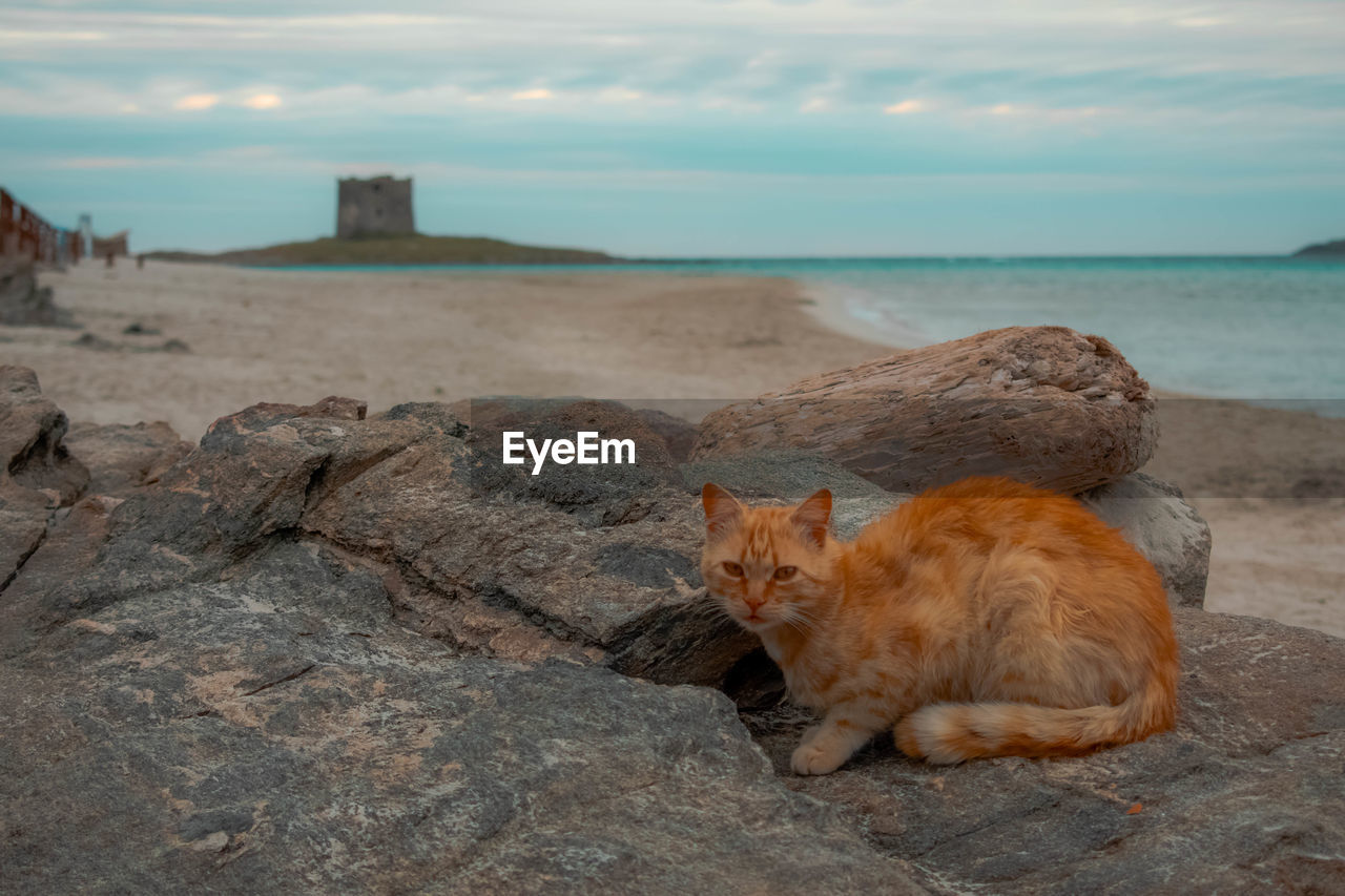 CAT RELAXING ON ROCK AT BEACH