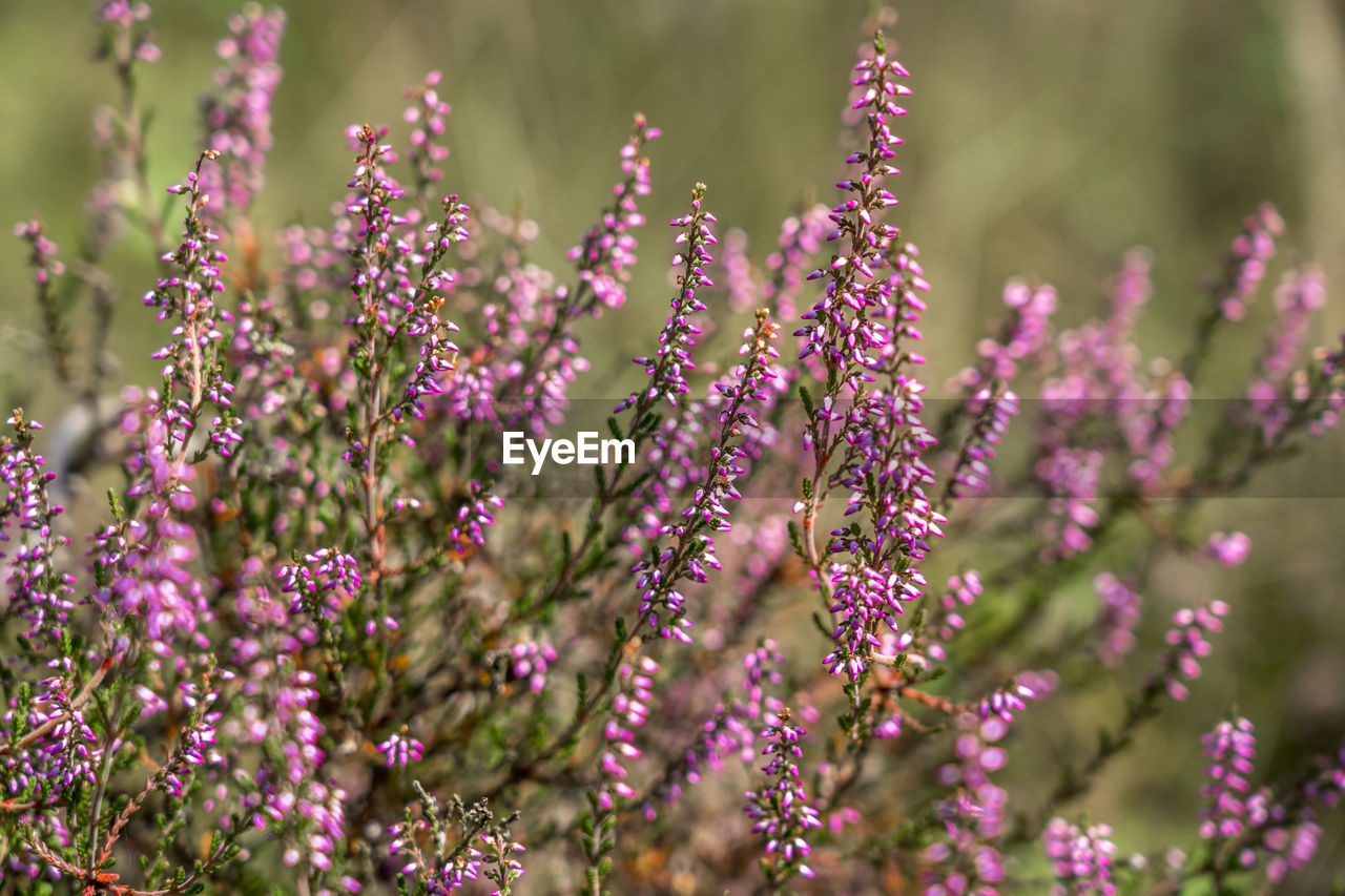 Close-up of purple flowering plants on field