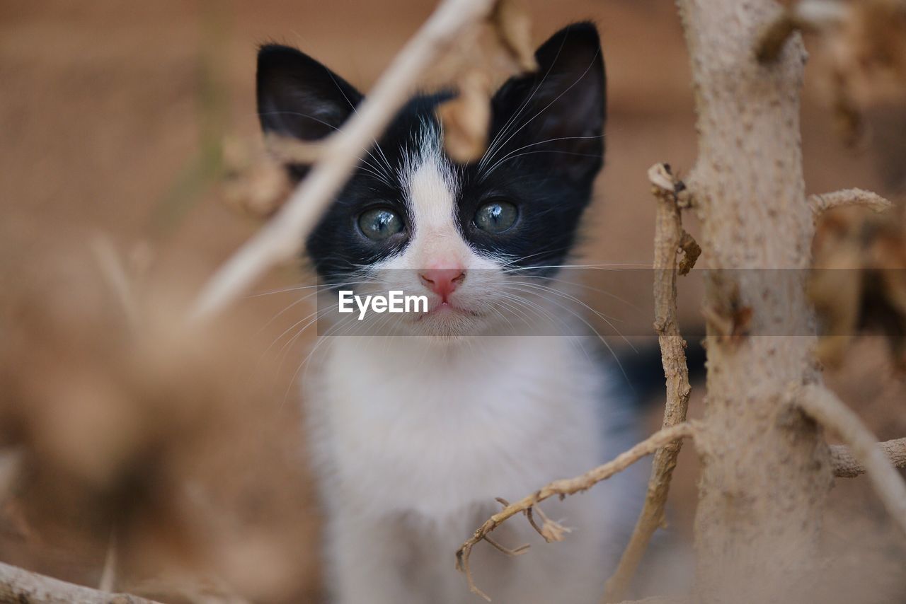 Close-up of kitten