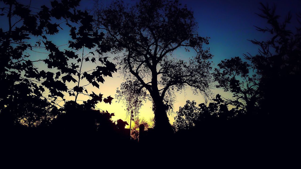 LOW ANGLE VIEW OF SILHOUETTE TREES AGAINST SUNSET SKY