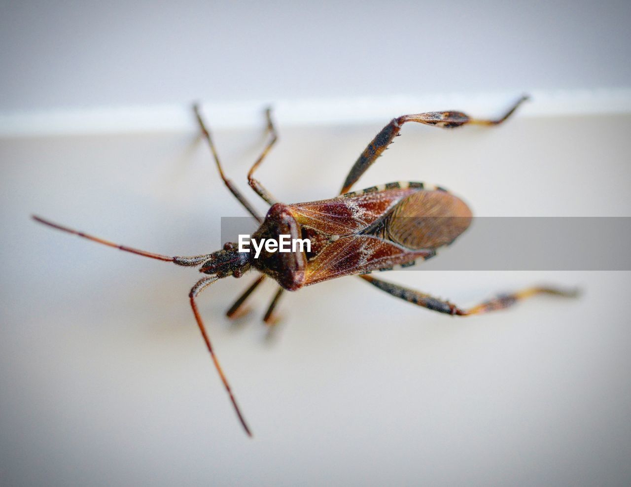 MACRO SHOT OF GRASSHOPPER