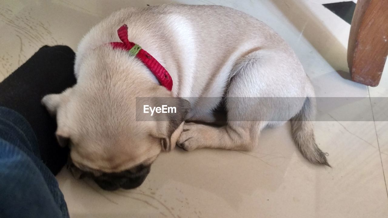 High angle view of puppy sleeping