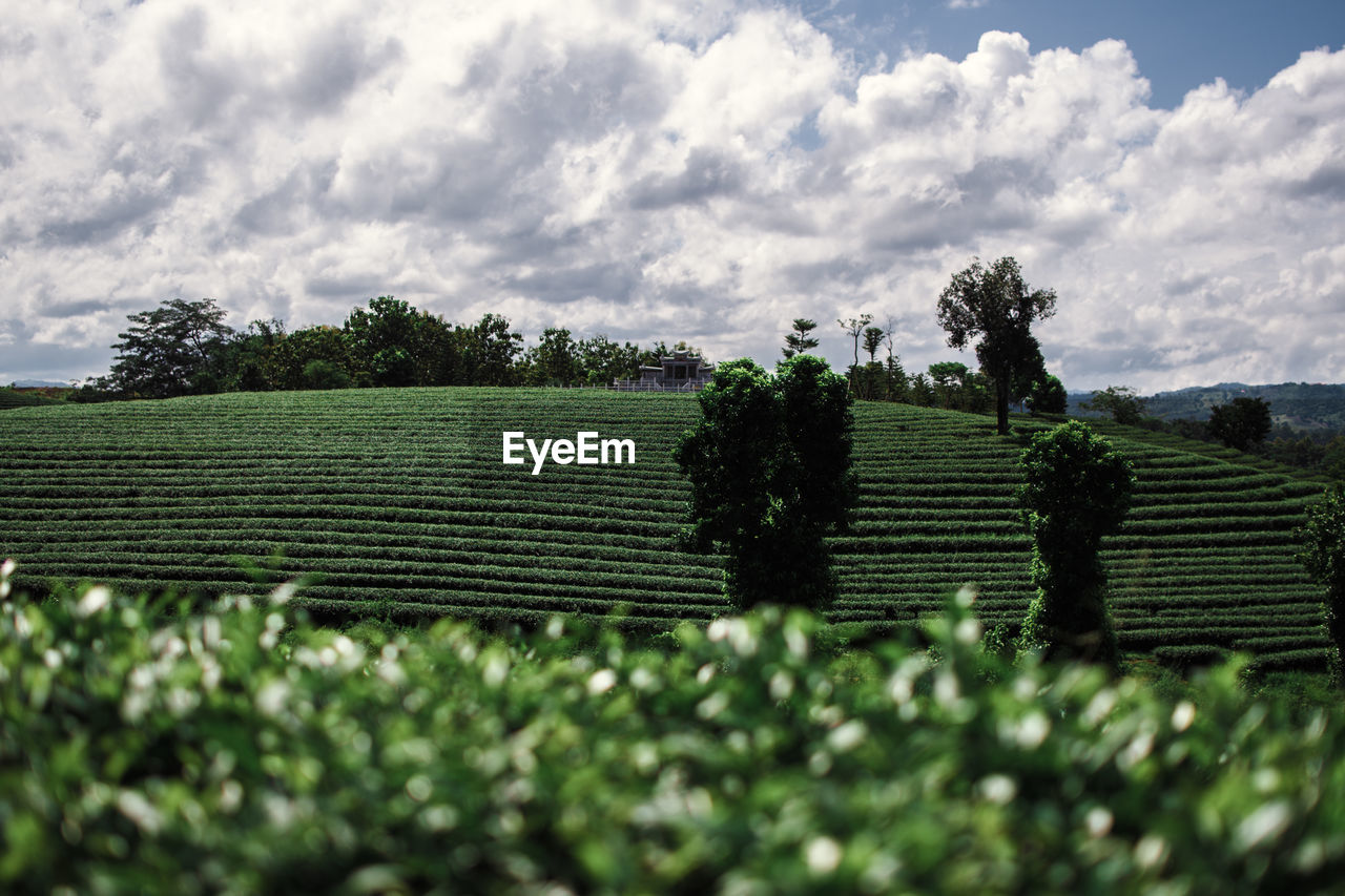 AGRICULTURAL FIELD AGAINST SKY