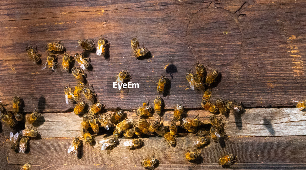 High angle view of insect on table bees in bee hive