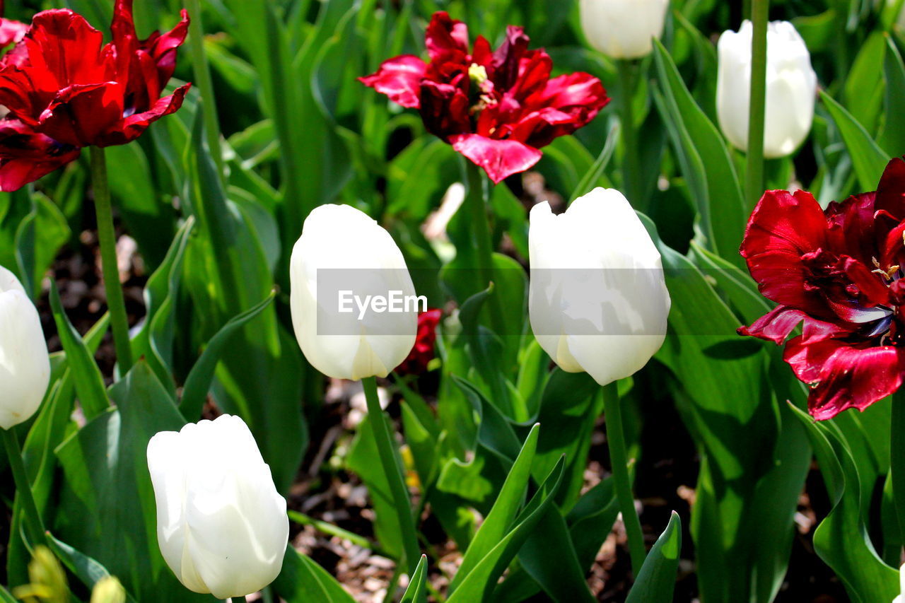 CLOSE-UP OF FLOWERS BLOOMING