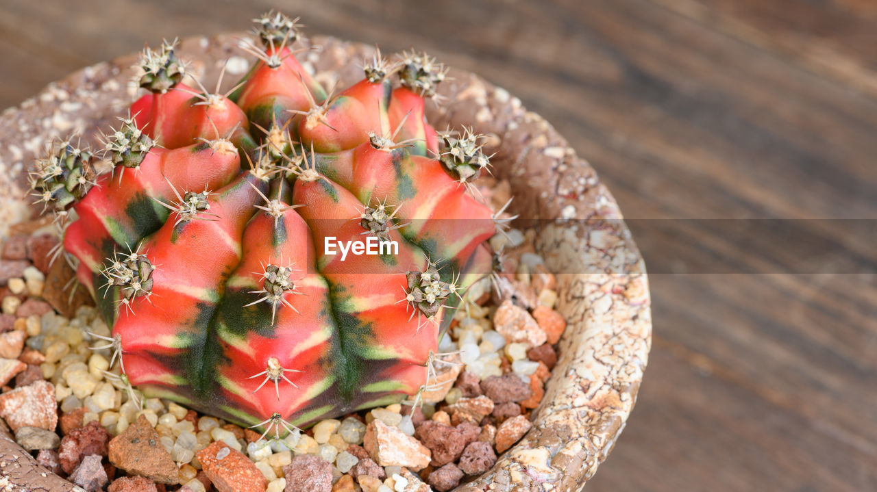 HIGH ANGLE VIEW OF SUCCULENT PLANT IN POT