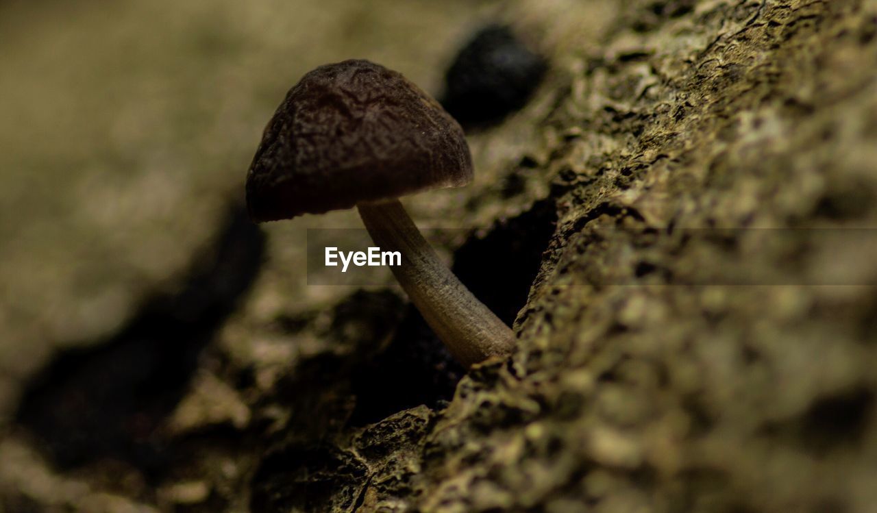 CLOSE-UP OF MUSHROOMS IN FOREST