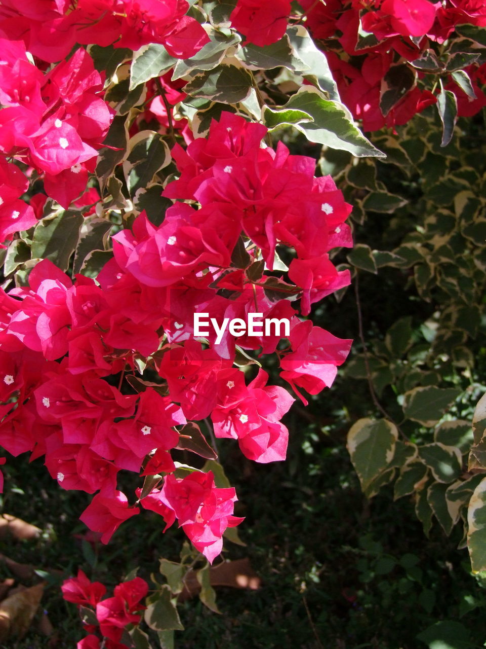 CLOSE-UP OF PINK BOUGAINVILLEA BLOOMING PLANT