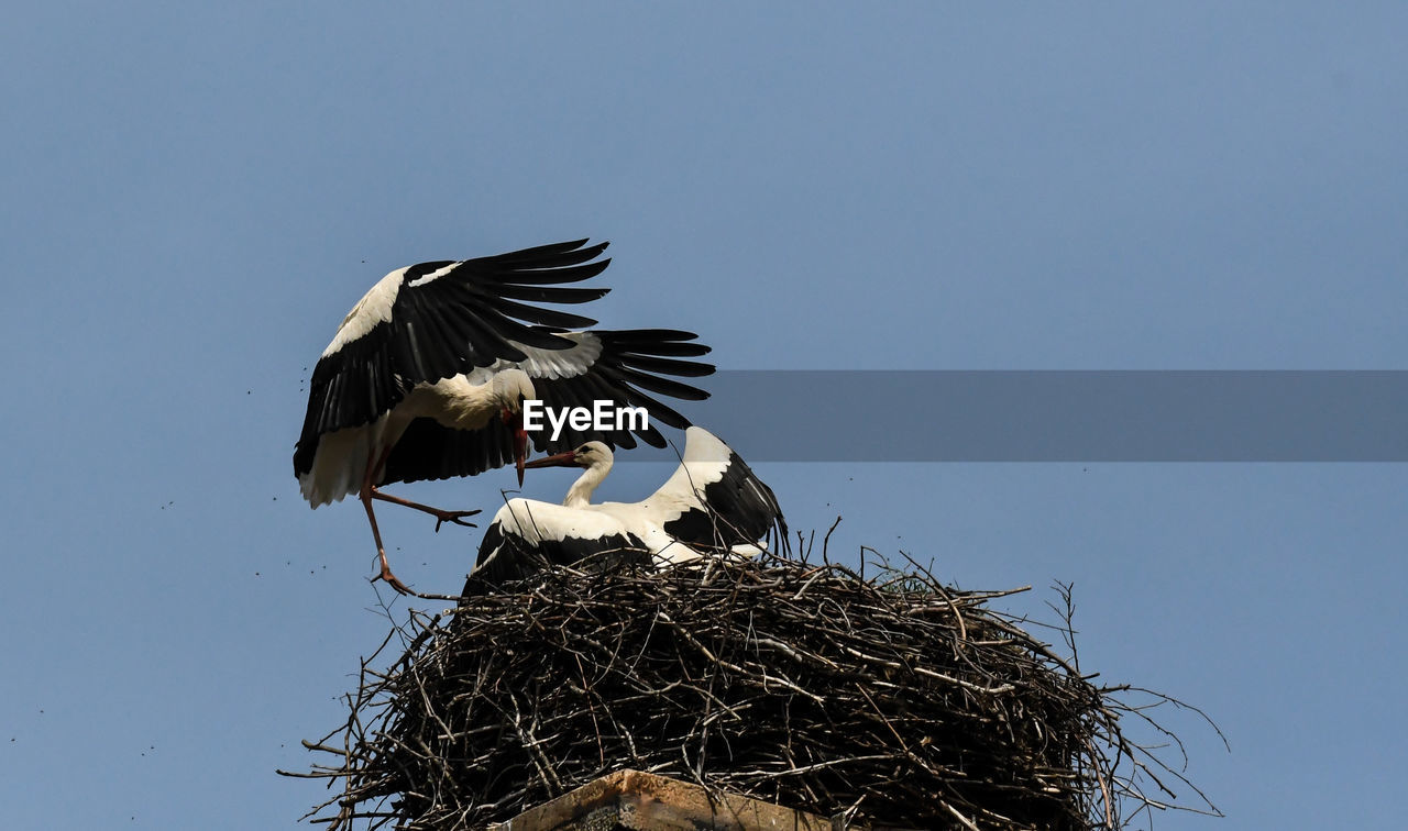 bird, white stork, animal themes, animal, wildlife, stork, animal nest, animal wildlife, ciconiiformes, sky, group of animals, nature, clear sky, bird nest, nest, no people, low angle view, two animals, blue, animal body part, wing, outdoors, day, flying, beak, sunny